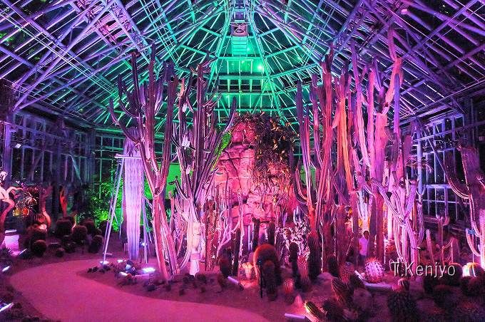 光と影が織り成すアート空間！山口県「世界を旅する植物館」