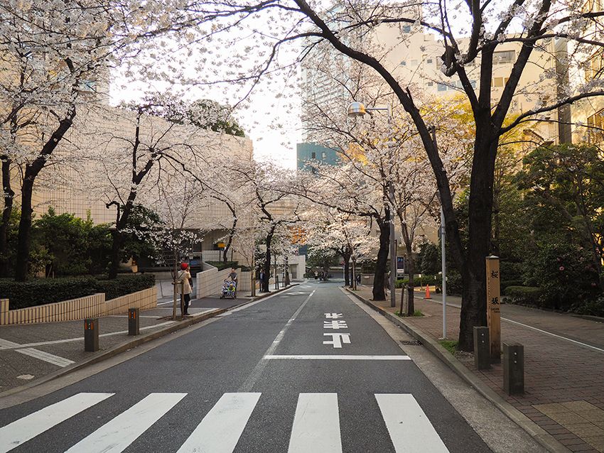 六本木の隠れ花見スポット「桜坂」と旧霊南坂教会痕跡めぐり