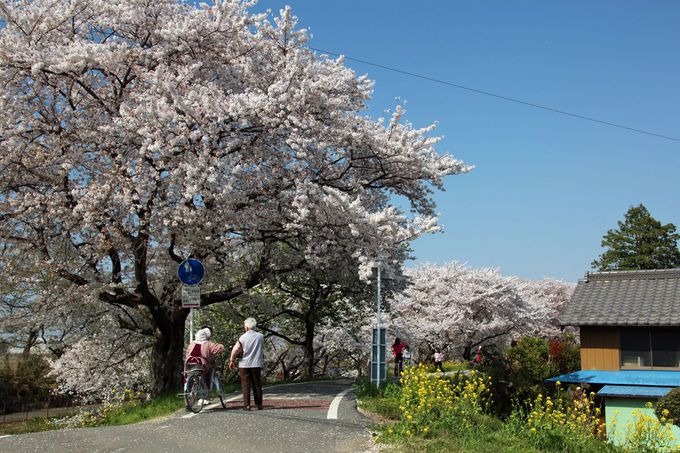 田園風景の中に1.8km続く桜並木！埼玉県「さくら堤公園」