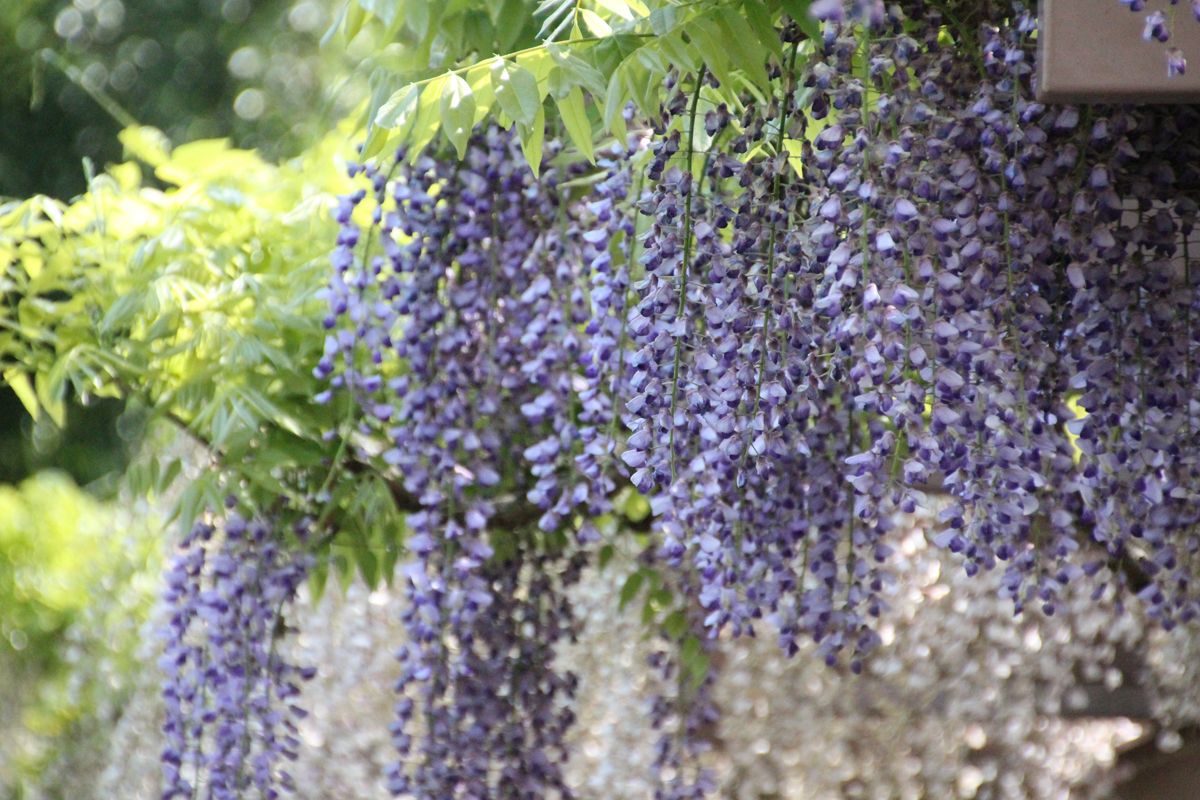 神奈川県藤沢市大庭の公園を巡って「市の花」藤を楽しもう！