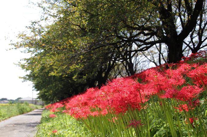 彼岸花もすごいぞ！埼玉県吉見町の桜名所「さくら堤公園」