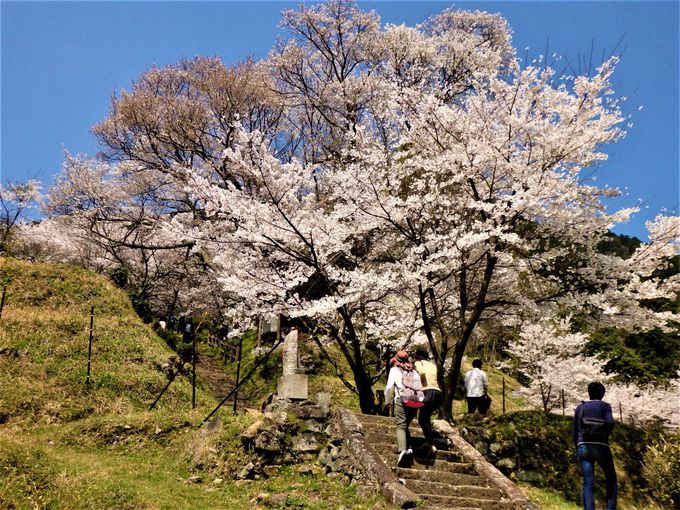 樹齢は千年近く！奈良最古の佛隆寺「千年桜」は圧倒的迫力