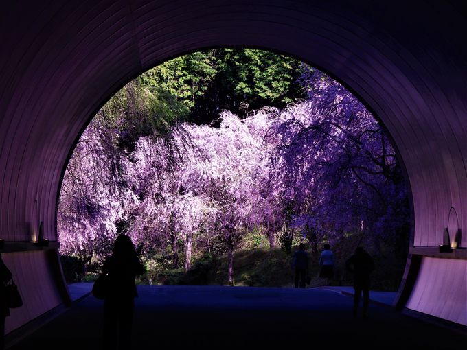 関西最後の春を堪能！滋賀県「MIHO MUSEUM」の桜