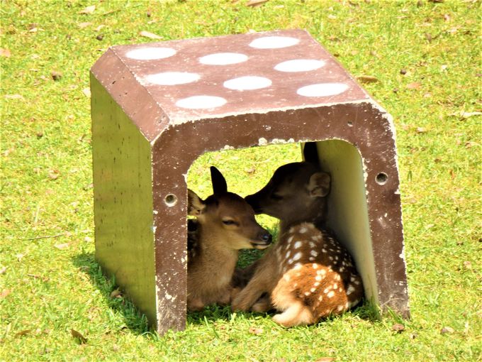 小鹿たちが続々！6月限定イベント！奈良・鹿苑「子鹿公開」