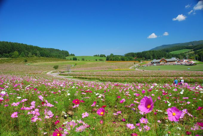 北海道「太陽の丘えんがる公園」はコスモスでいっぱい！