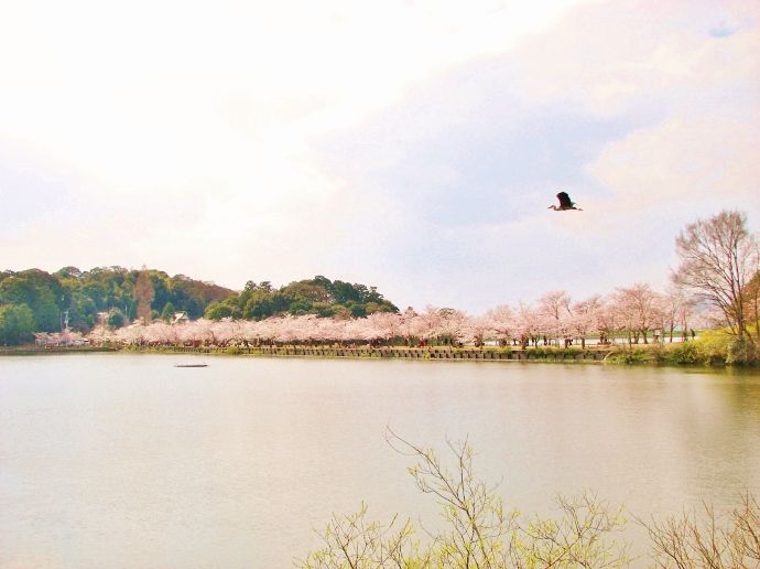 まるで 桜の橋立 香川 亀鶴公園 は池の中に桜の道が Navitime Travel