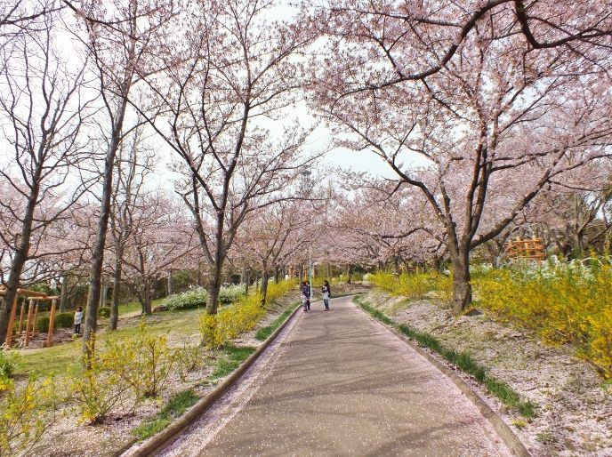 高松市一の絶景「峰山公園の桜」とミシュラン三ツ星庭園「栗林公園の桜」