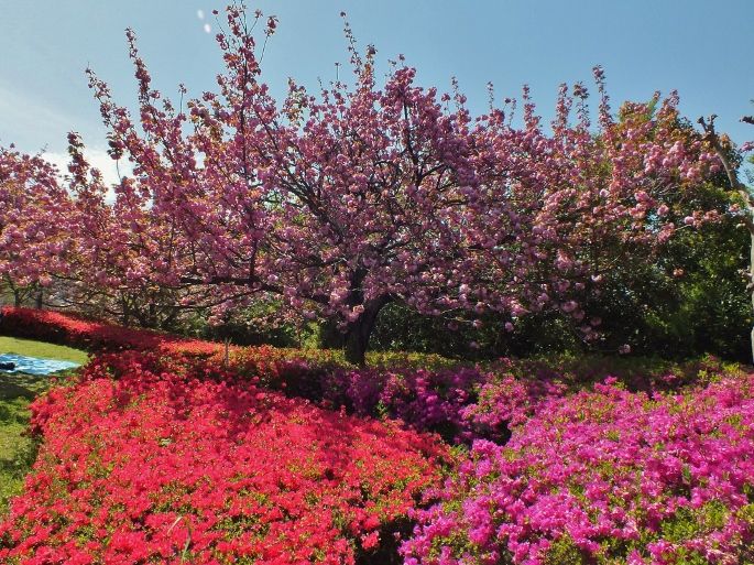 桜とツツジのコラボ！松山市有数の絶景地「松山総合公園」