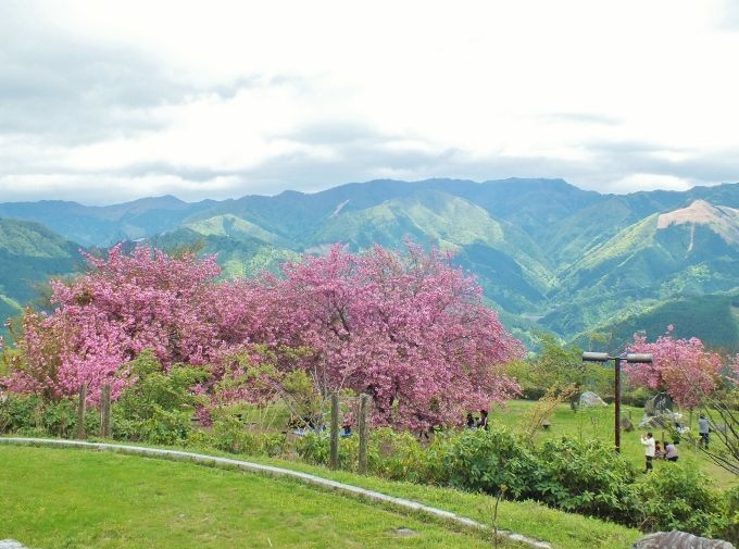 GWに高原の桜と菜の花群を～愛媛“天空の花見”翠波峰～
