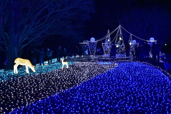 奈良公園を包む瑠璃色の光「しあわせ回廊なら瑠璃絵」に行こう！