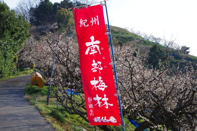 「一目百万 香り十里」和歌山・南部梅林は日本最大級！