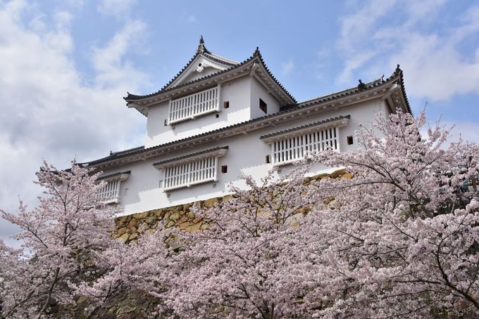 まるで桜のテーマパーク！岡山県「津山さくらまつり」へ行こう