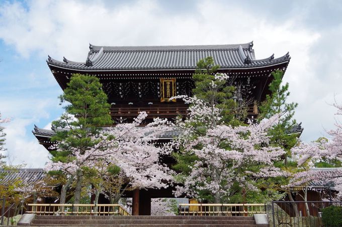 京都・洛東の桜の名所！真如堂から金戒光明寺の“歴史の道”を歩こう