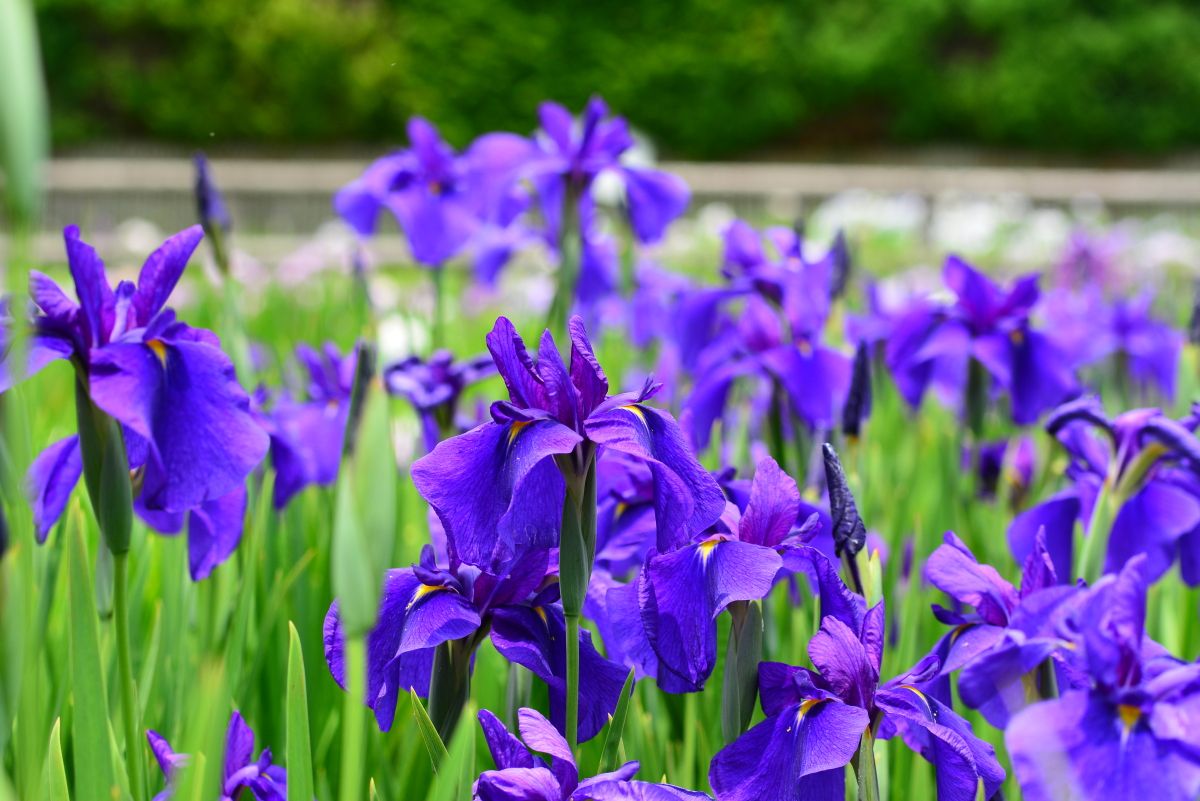 奈良・剣聖の里「柳生」で花しょうぶと柳生家ゆかりの地を訪ねよう！