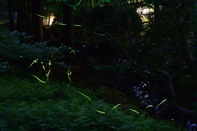 奈良・東大寺二月堂で“サンセット”と“大仏蛍”を鑑賞しよう！