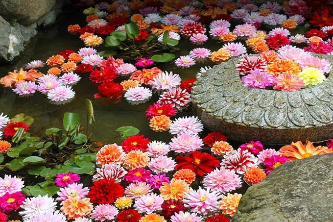 奈良観光なら明日香村！花の寺「岡寺」の石楠花がまるで極楽