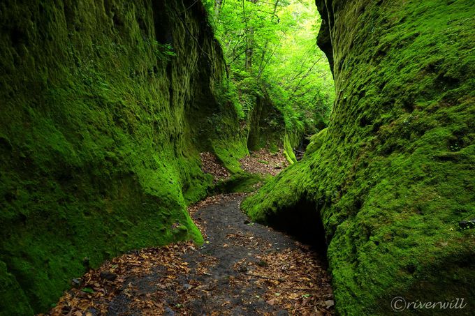 緑のベールに包まれた知られざる北海道の秘境！「苔の回廊」